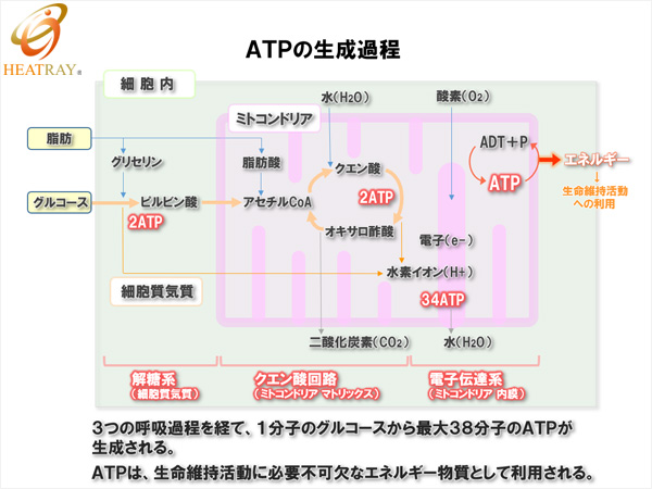 ミトコンドリアのはたらき－活動のためのエネルギー物質ATPの生成工場